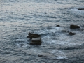 Meerblick mit Steine / Mare con sassi